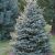 Picea Pungens ´Glauca´