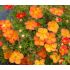 Potentilla fruticosa 'Red Ace'