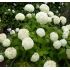 Hydrangea arborescens 'Annabelle'