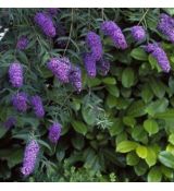 Buddleia davidii 'Nanho Blue'