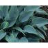 Hosta 'Halcyon Blue'