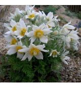 Pulsatilla vulgaris ´White Bells´