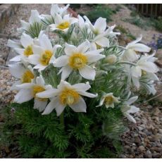 Pulsatilla vulgaris ´White Bells´