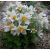 Pulsatilla vulgaris ´White Bells´