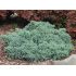 Juniperus Squamata ´Blue Star´