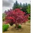 Acer palmatum 'Atropurpureum'