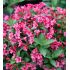 Weigela florida ´Tango´