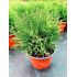 Thuja Occidentalis 'Tiny Tim'