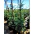 Cedrus atlantica ´Glauca´