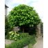 Catalpa bignonioides ´Nana´ (Catalpa Bungei)