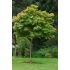 Acer platanoides ´Globosum´