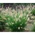 Pennisetum alopecuroides ´Hammeln´