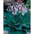 Hosta fortunei ´Hyacinthina´