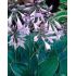 Hosta fortunei ´Hyacinthina´