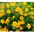 Potentilla Fruticosa´Goldfinger´