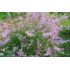 Syringa x persica ´Laciniata´