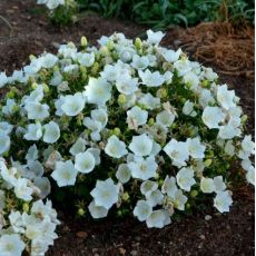 Campanula carpatica ´Pearl White´