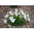 Campanula carpatica ´Pearl White´