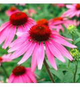 Echinacea purpurea