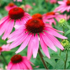 Echinacea purpurea