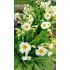 Primula vulgaris ´Yellow eye cream´