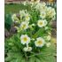 Primula vulgaris ´Yellow eye cream´