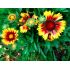 Gaillardia x grandiflora ´Mesa Bright Bicolor´