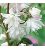 Deutzia hybrida ´Pride of Rochester´