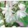 Deutzia hybrida ´Pride of Rochester´