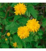 Kerria japonica 'Pleniflora'