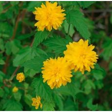 Kerria japonica 'Pleniflora'