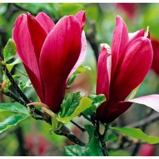 Magnolia Liliflora ´Nigra´