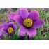 Pulsatilla vulgaris ´Violet Bells´