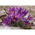 Pulsatilla vulgaris ´Violet Bells´