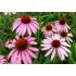 Echinacea purp. 'Baby Swan Pink'