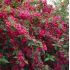 Weigela florida ´Bristol Ruby´