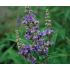 Vitex agnus-castus