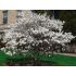 Magnolia ´Stellata´