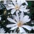 Magnolia ´Stellata´