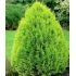 Thuja Orientalis ´Aurea Nana´