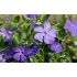 Vinca minor´Blue Sapphire´