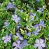 Vinca minor´Blue Sapphire´