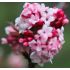 Viburnum x bodnantense ´Dawn´