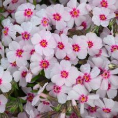 Phlox subulata ´Coral Eye´