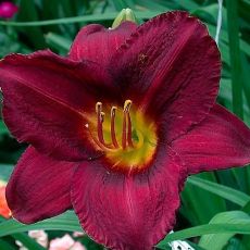 Hemerocallis ´Chicago Royal Robe´