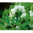 Dicentra spectabilis ´Alba´