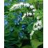 Dicentra spectabilis ´Alba´