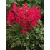 Astilbe x arendsii ´Astary Red´