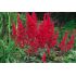 Astilbe x arendsii ´Astary Red´