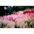 Astilbe x arendsii ´Astary Red´